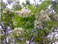 robinia_pseudoacacia09