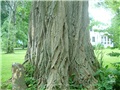 robinier_faux-acacia_pigeon_hill_2007_005