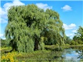 salix_alba_tristis03