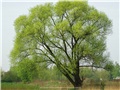 salix_fragilis02