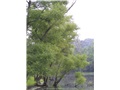 salix_nigra03