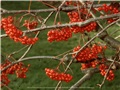 sorbus_decora10
