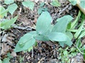 Streptope amplexicaule