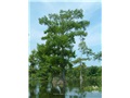 Cyprès chauve en été