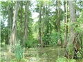 Cyprès chauves en été