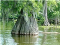 taxodium_distichum14