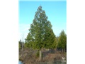 thuja_occidentalis02