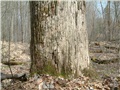 tilia_americana14