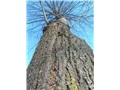 tilia_cordata01