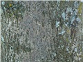 Écorce du tilleul à petites feuilles