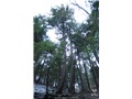 tsuga_canadensis01