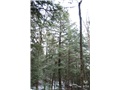 Pruche du Canada en hiver