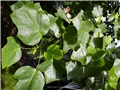 Les feuilles du tulipier de Virginie de Cowansville