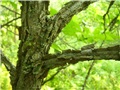 ulmus-thomasii08