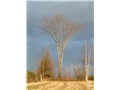 Orme d'Amérique au printemps