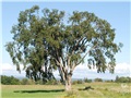 ulmus_americana03