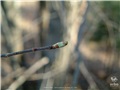 Bourgeons de l'orme d'Amérique
