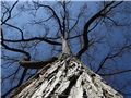 ulmus_rubra01