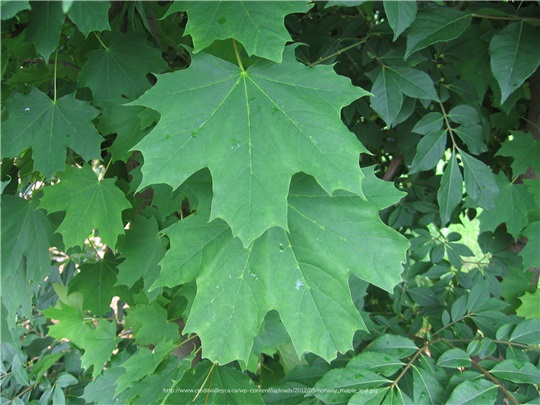 Feuilles de l'érable de Norvège
