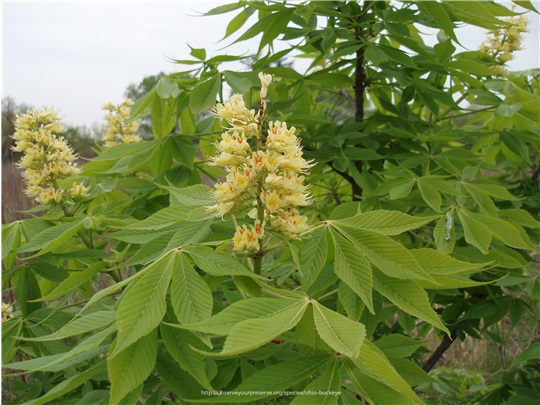 Fleurs du marronnier glabre