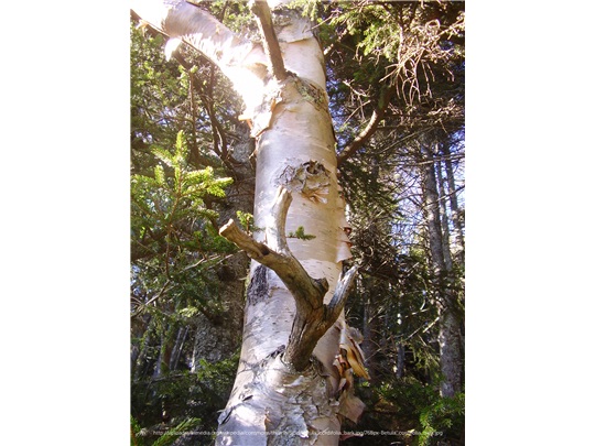 Base du bouleau à feuilles cordées juvénile
