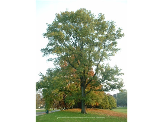 Caryer cordiforme en été