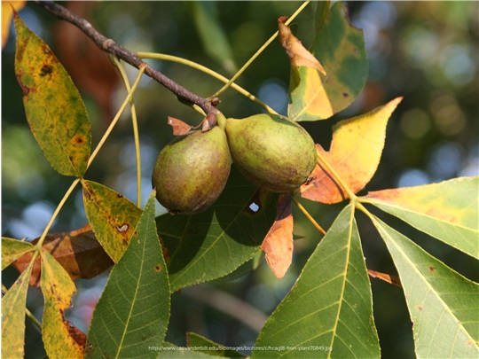 Fruits du caryer glabre