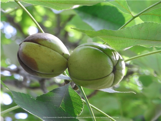 Fruits du caryer lacinié