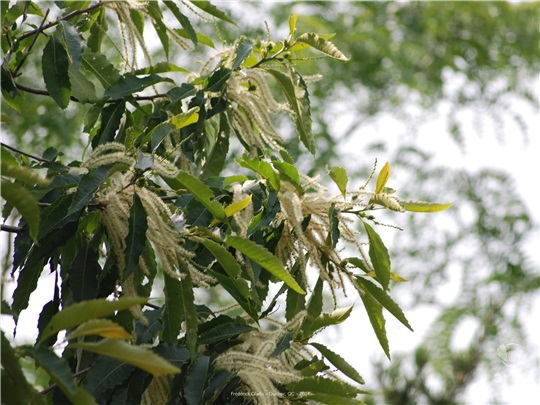 Fleurs du châtaignier d'Amérique apparaissant au milieu de l'été