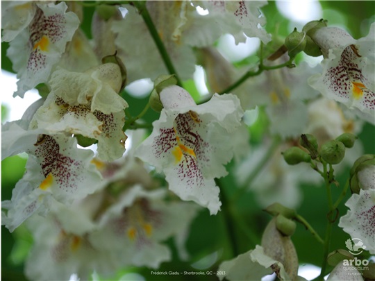 Fleurs du catalpa de Caroline