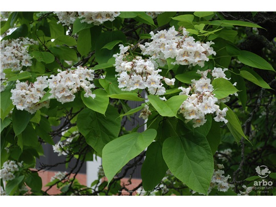 Feuilles du catalpa remarquable