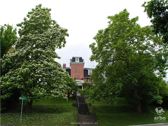 Le catalpa remarquable durant sa floraison (à gauche) et le catalpa de Caroline juste avant la sienne (à droite)
