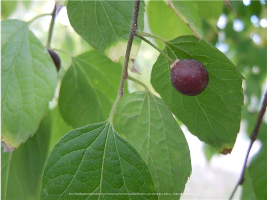 Fruits du micocoulier occidental