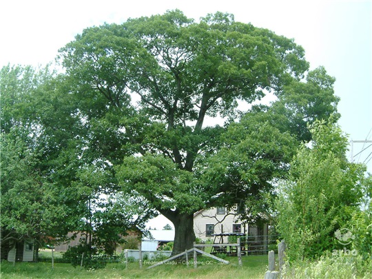 Le chêne rouge de Cookshire