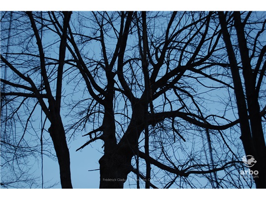 Cime du frêne blanc du cimetière Elmwood à la tombée de la nuit