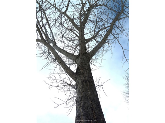 Fût du ginkgo bilobé