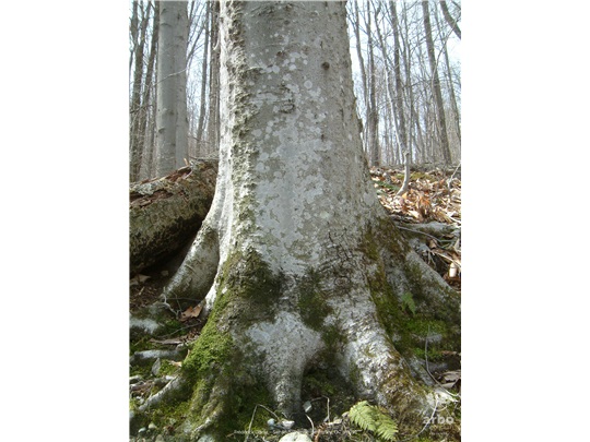 Base du hêtre à grandes feuilles à maturité