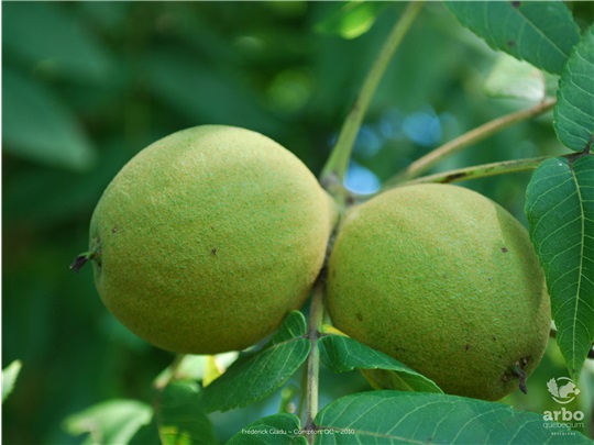 Fruits du noyer noir