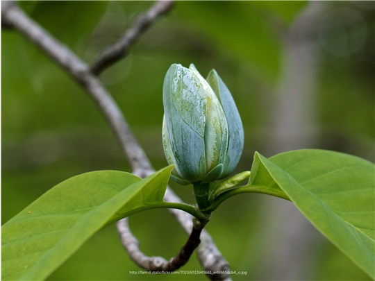 Fleurs du magnolia acuminé