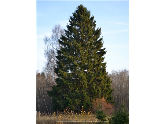 Épinette de Norvège en automne