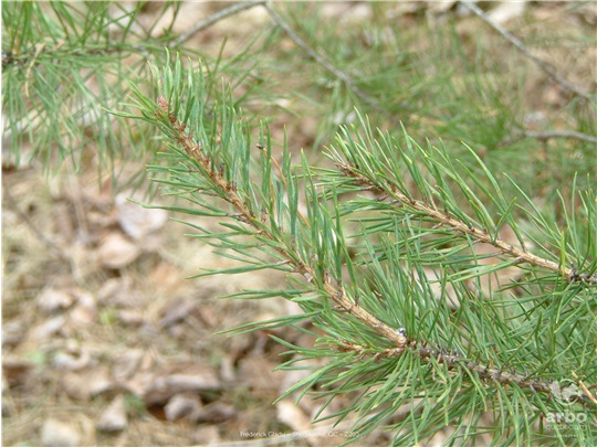 Rameaux du pin gris