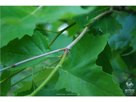 Rameaux du platane occidental