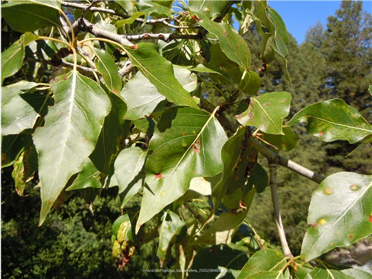 Feuilles du peuplier baumier