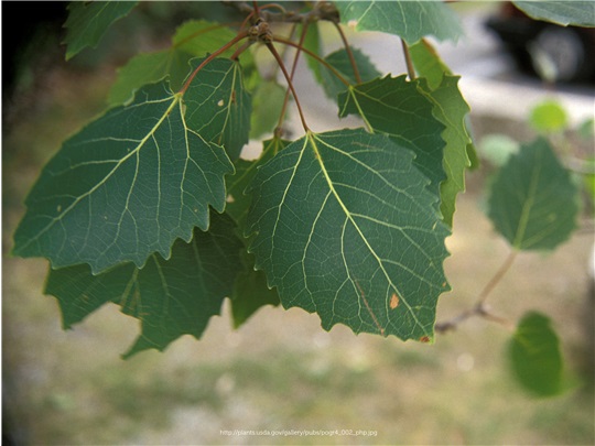 Feuilles du peuplier à grandes dents