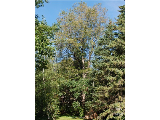 Cerisier tardif en été