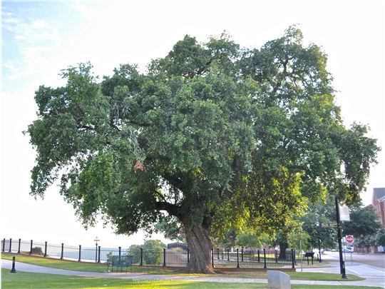Chêne bicolore en été