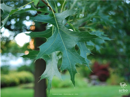 Feuilles du chêne des marais