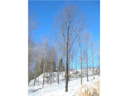 Chêne pédonculé en hiver
