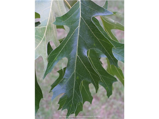 Feuilles du chêne noir