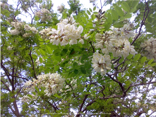 Fleurs du robinier faux-acacia